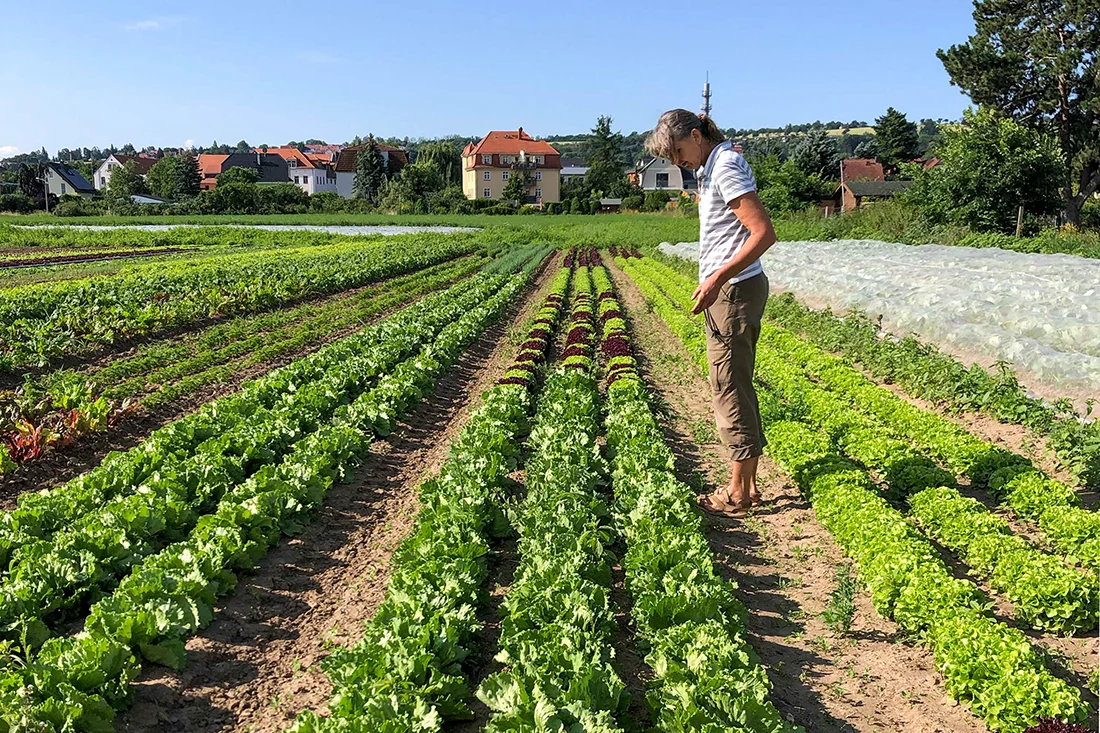 Frau steht auf Feld mit Salatreihen, im Hintergrund Gohlis