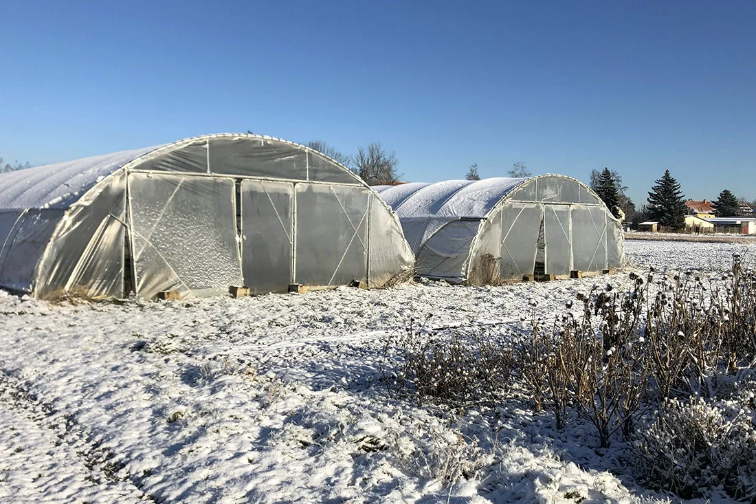 zwei Folientunnel auf einem schneebedeckten Feld an einem sonnigen Wintertag