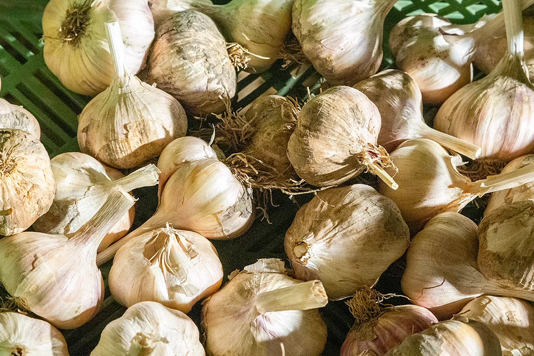 Knoblauch