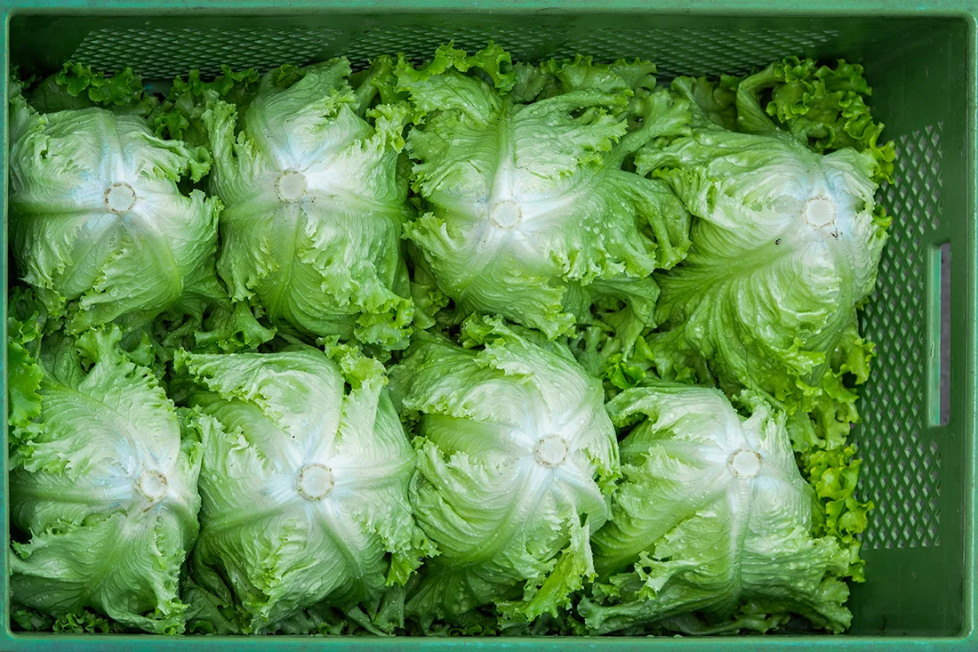 grüne Salatköpfe nach der Ernte
