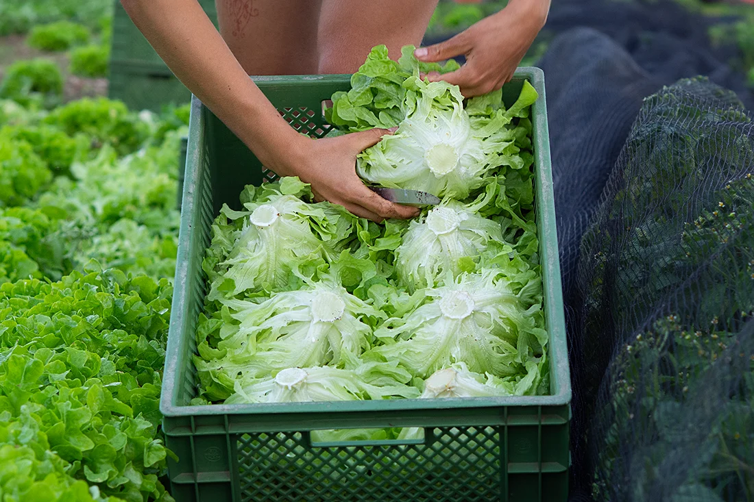 Salatköpfe werden auf dem Feld in eine Kiste gelegt, daneben weitere Reihen Salat